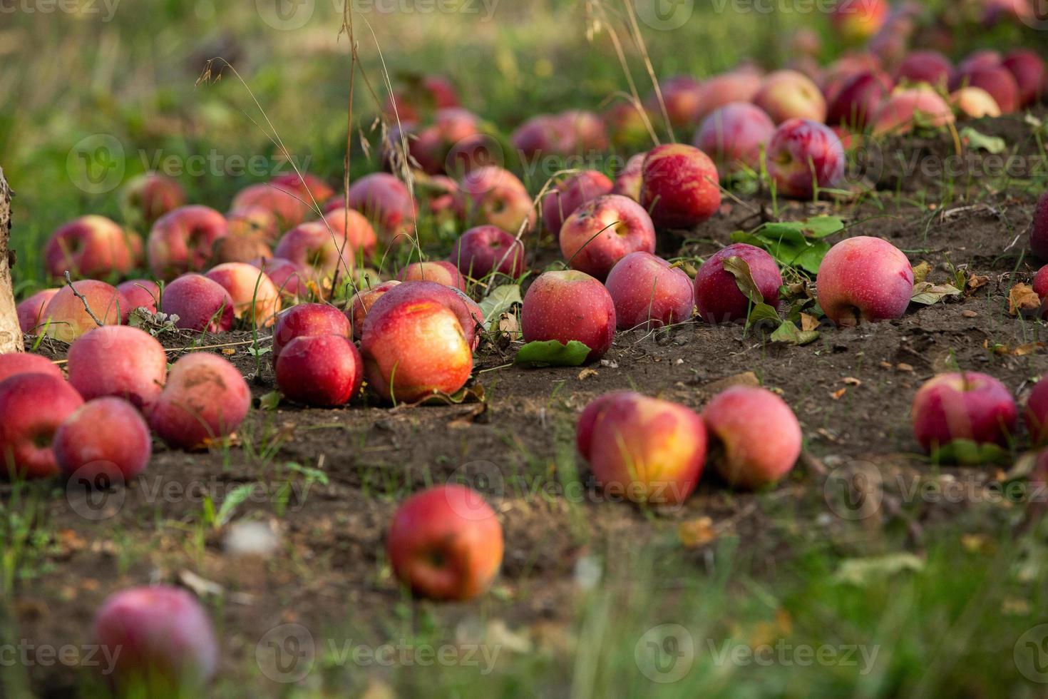 pommes fraîches du verger. récolte de pommes prête à être cueillie dans le verger de la république de moldavie. photo