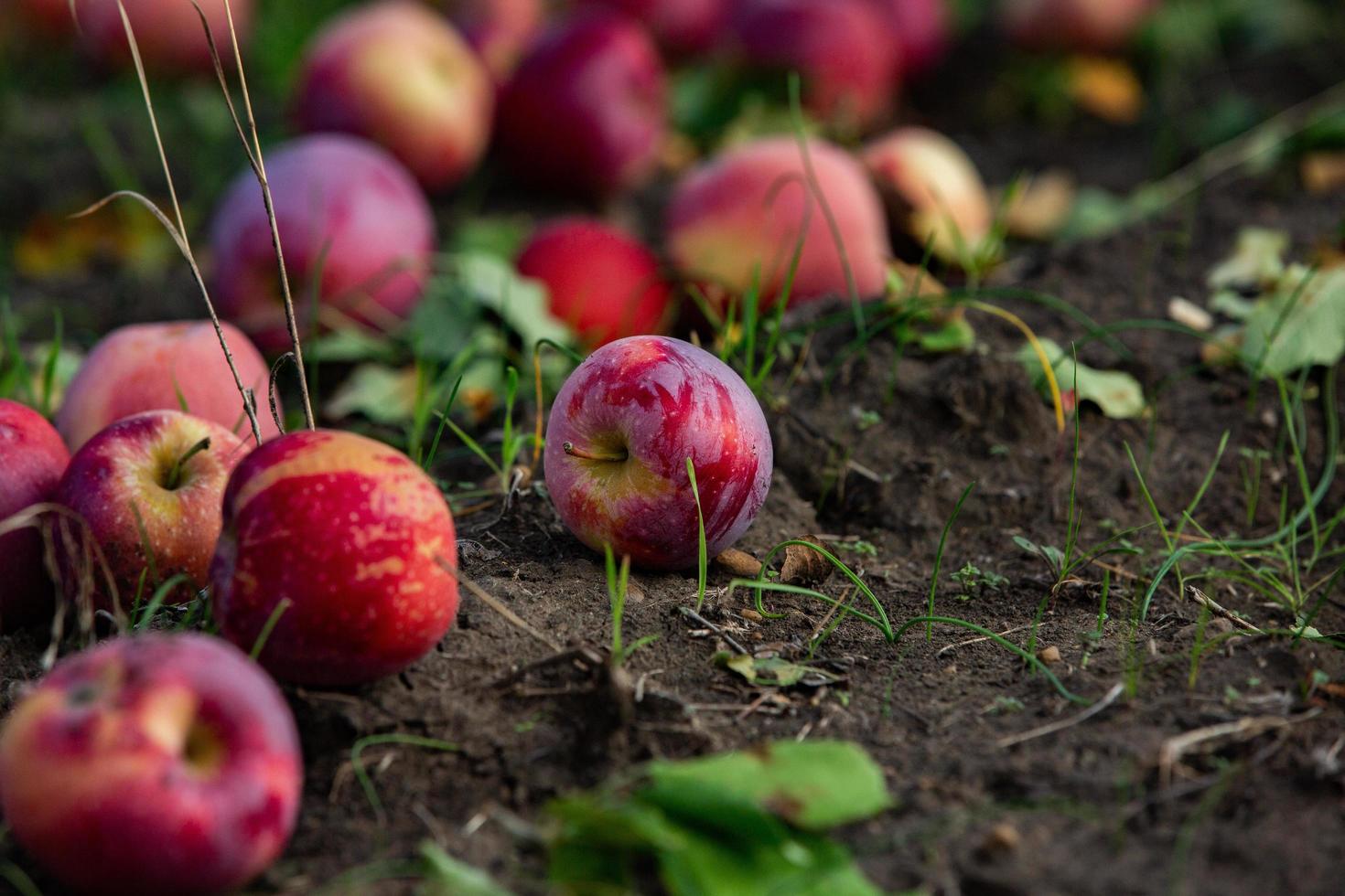 pommes fraîches du verger. récolte de pommes prête à être cueillie dans le verger de la république de moldavie. photo