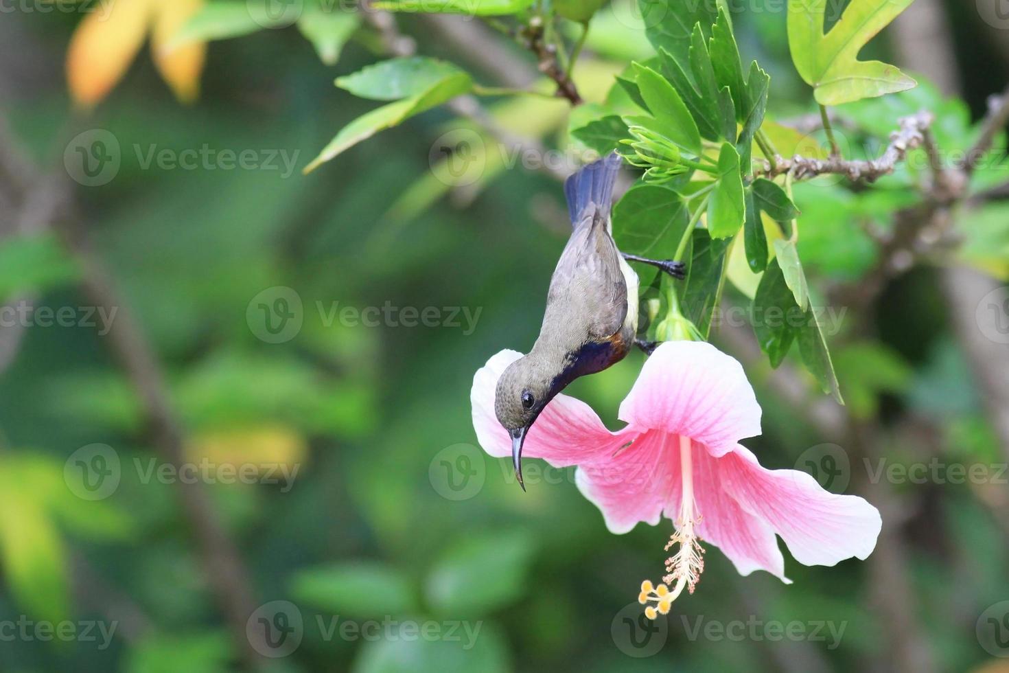 Oiseau soleil de la Thaïlande fond sur fleur photo