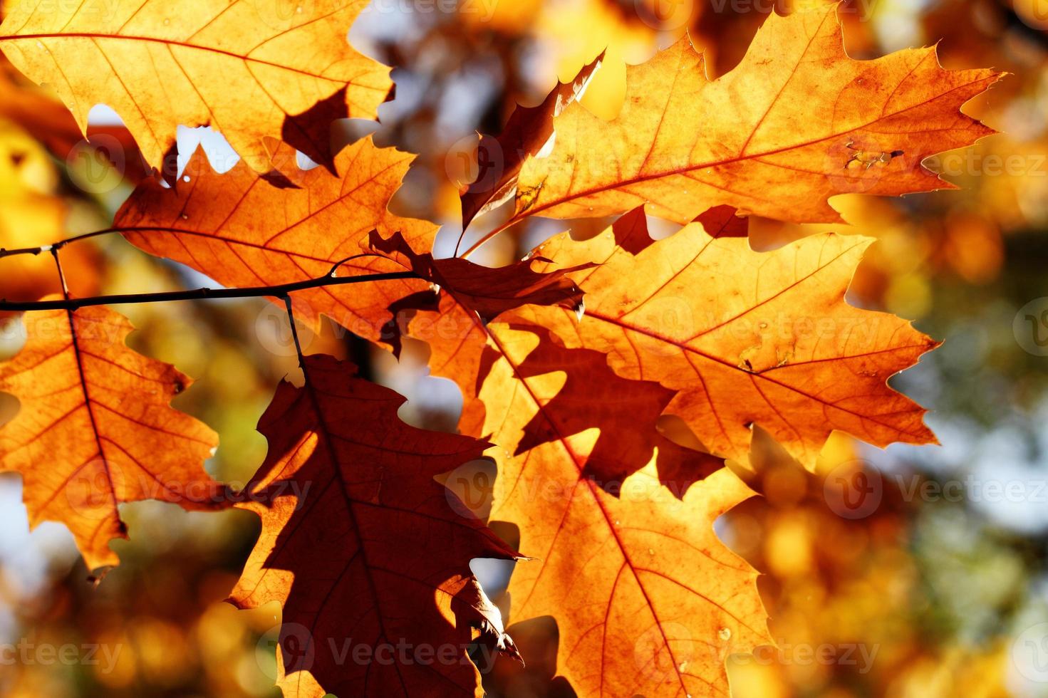 feuilles d'automne colorées photo