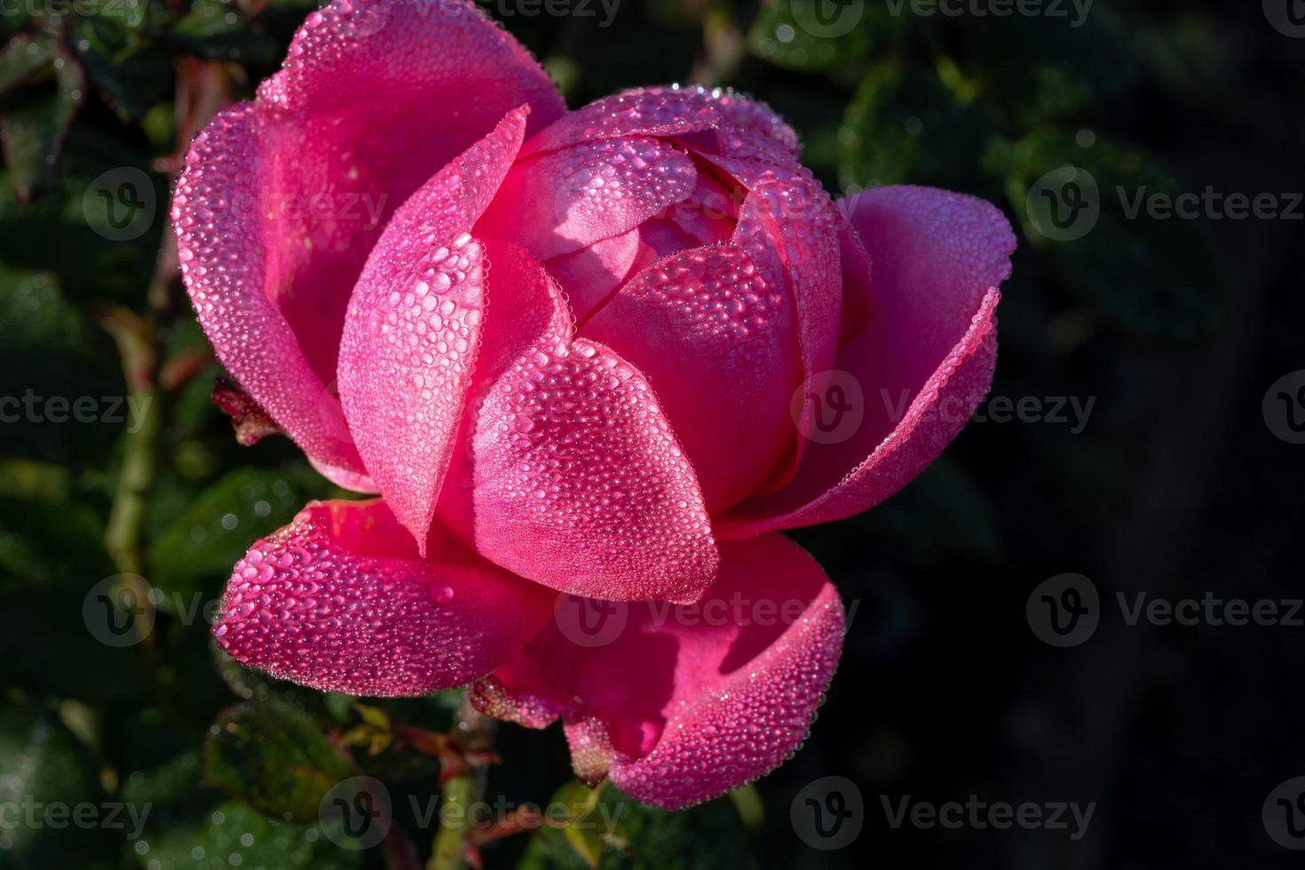 fleur de rose avec des gouttes d'eau au soleil photo