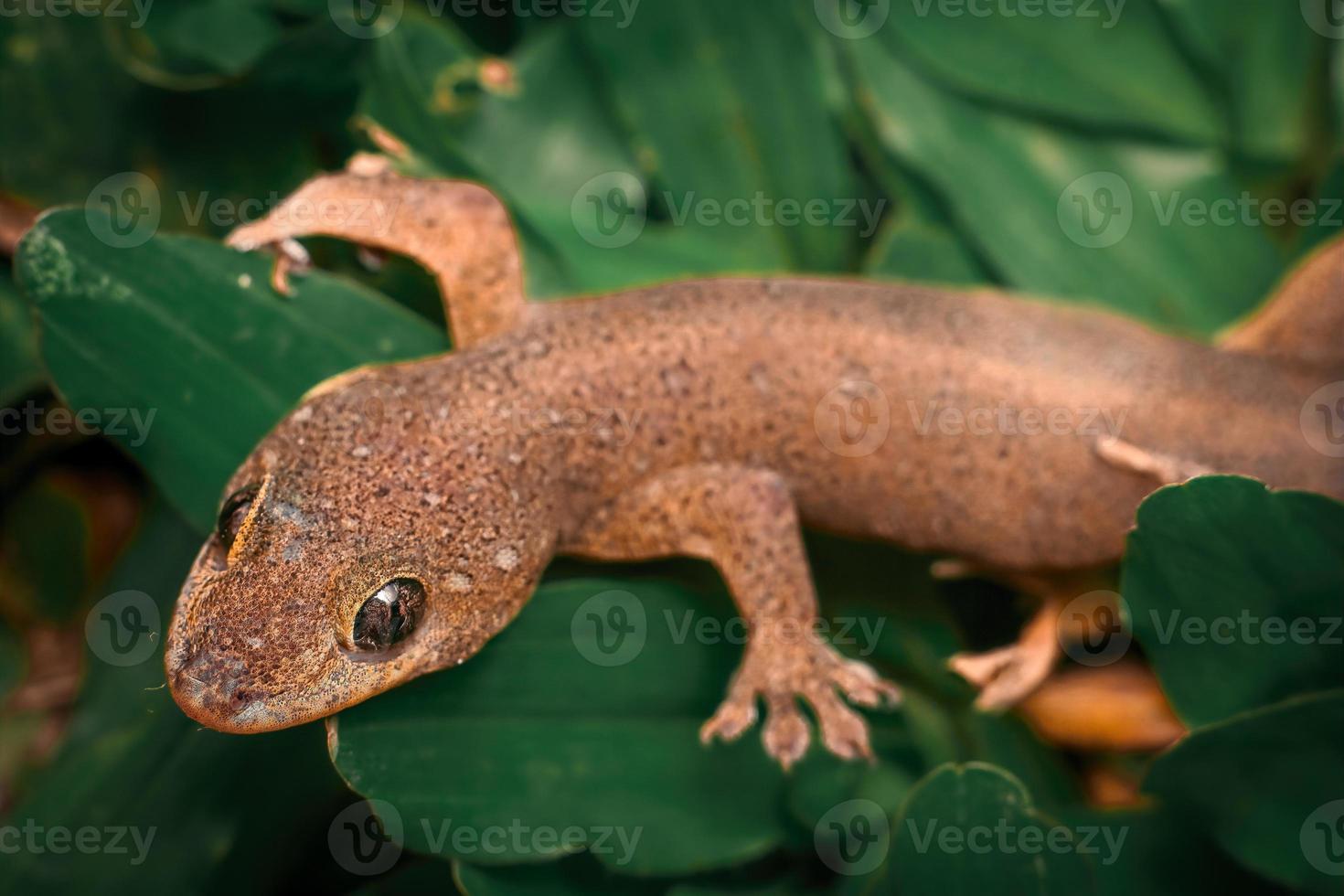 houze lézard sur herbe verte macro gros plan photo premium