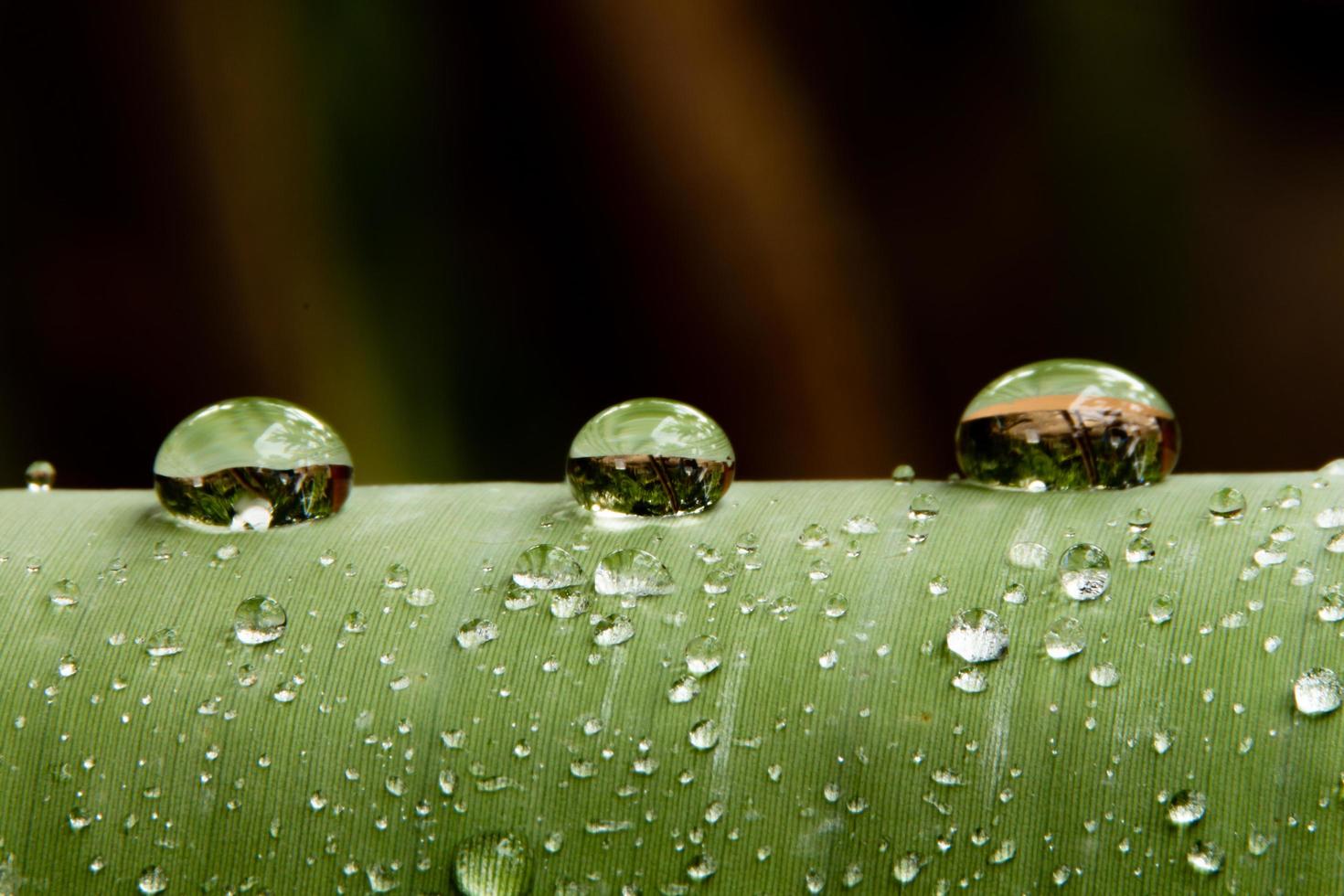 des perles d'eau et des gouttelettes d'eau se sont déposées sur des feuilles vertes à peau blanche à la surface des feuilles. photo