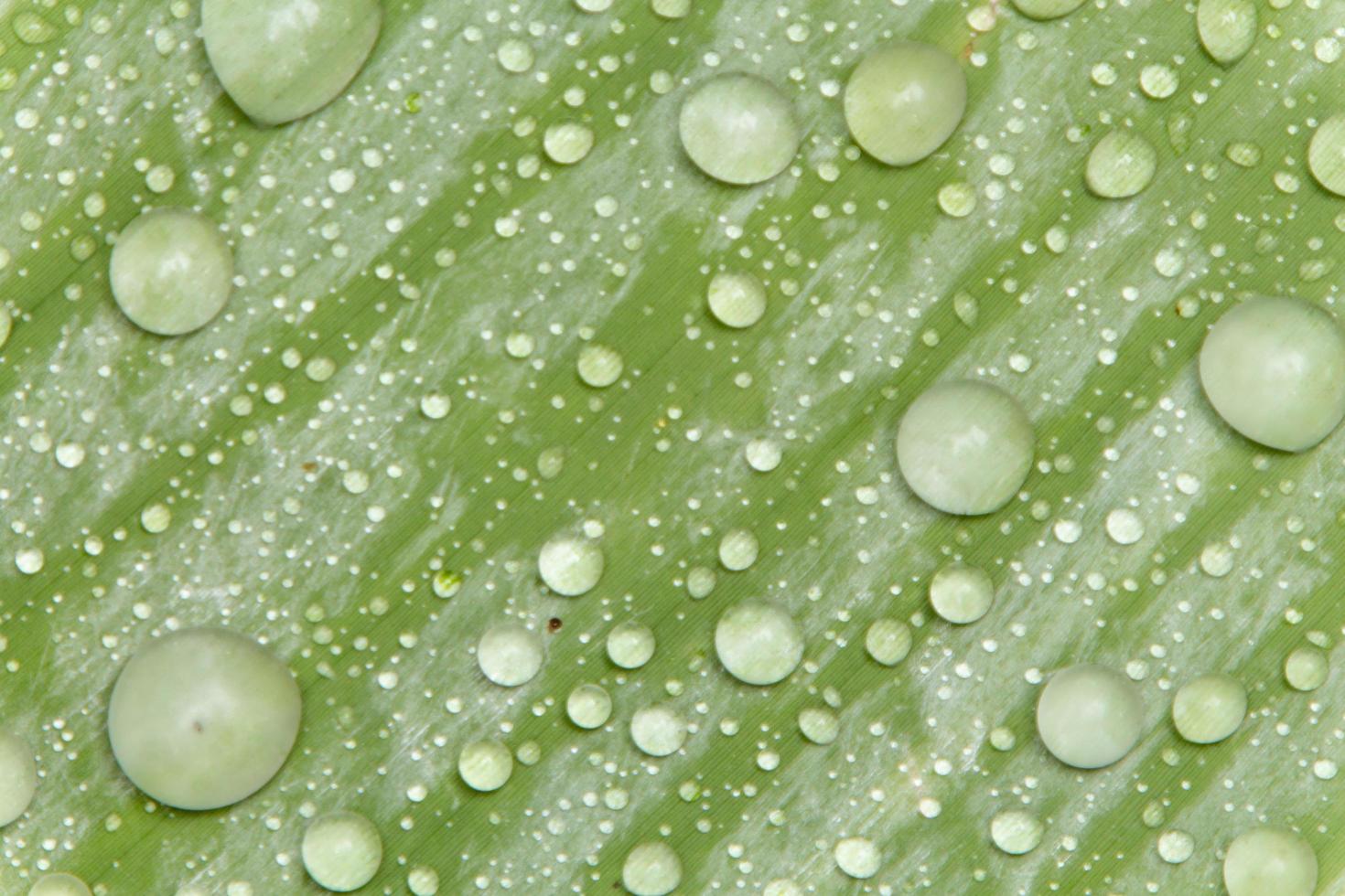 des perles d'eau et des gouttelettes d'eau se sont déposées sur des feuilles vertes à peau blanche à la surface des feuilles. photo