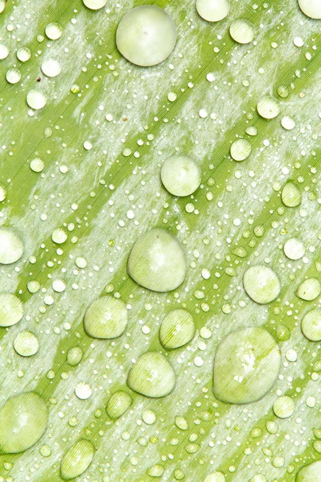 des perles d'eau et des gouttelettes d'eau se sont déposées sur des feuilles vertes à peau blanche à la surface des feuilles. photo