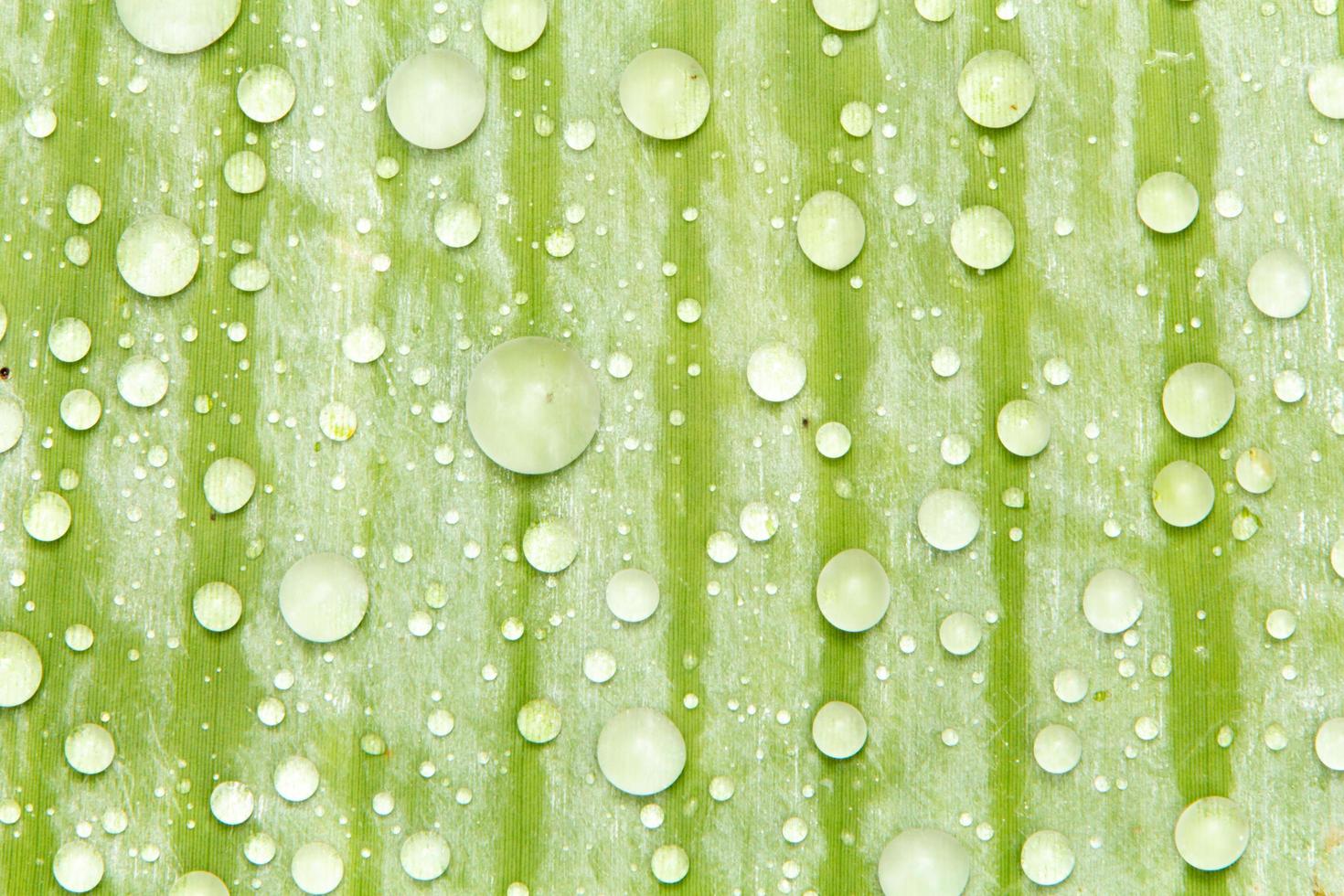 des perles d'eau et des gouttelettes d'eau se sont déposées sur des feuilles vertes à peau blanche à la surface des feuilles. photo