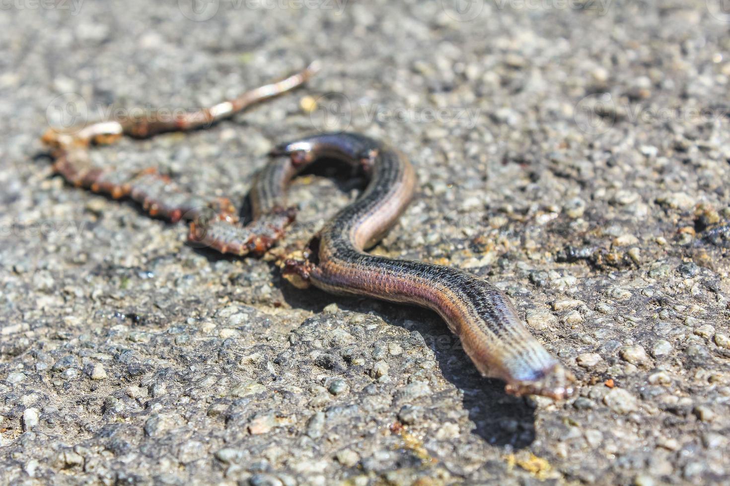 serpent aplati mort serpent d'herbe avec des tripes sur la route. photo