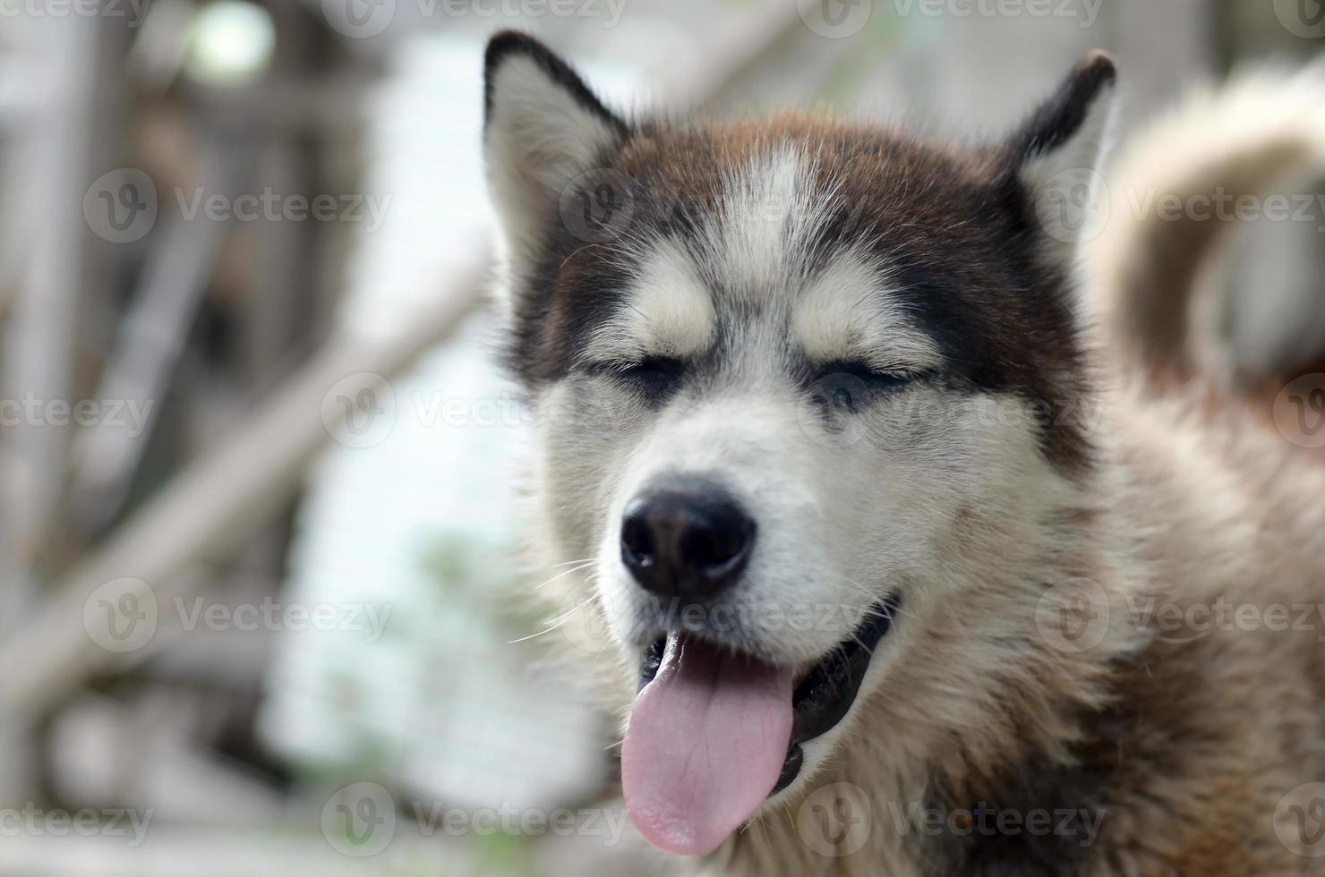 chien husky endormi drôle bâille avec la bouche grande ouverte et la longue langue photo