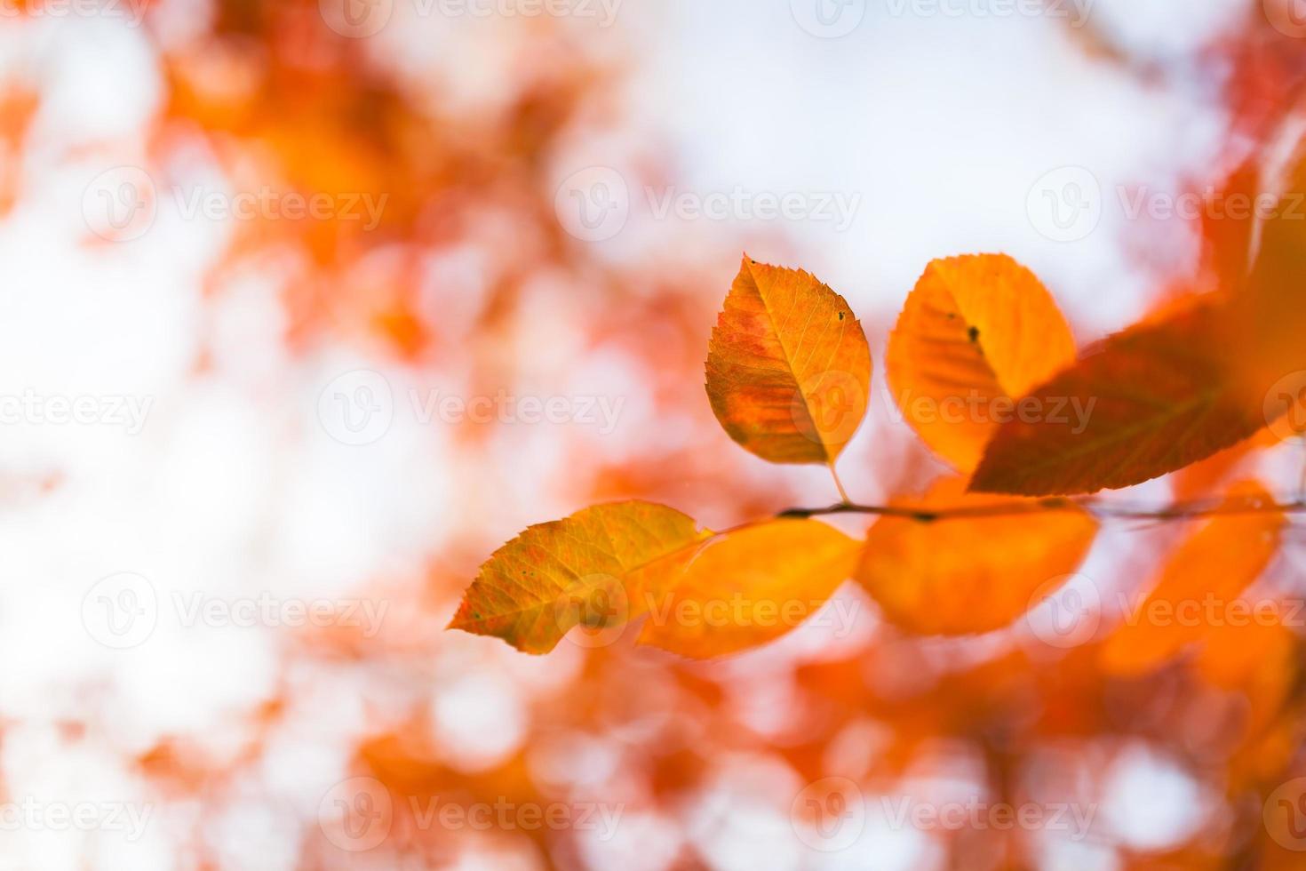 feuilles d'automne orange photo