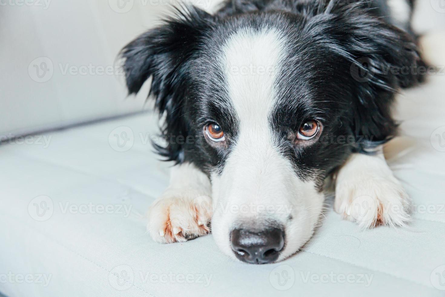 Funny portrait of cute smiling puppy dog border collie on couch photo