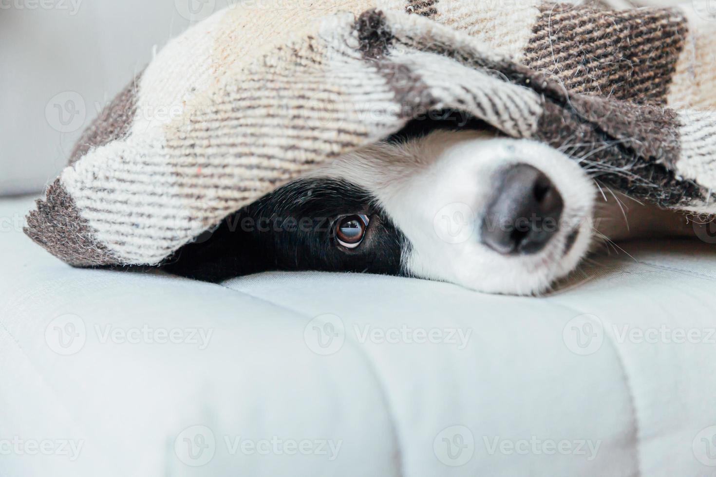 drôle de chiot border collie allongé sur un canapé sous un plaid à l'intérieur. adorable membre de la famille petit chien à la maison se réchauffant sous une couverture par temps froid d'automne automne hiver. concept de vie animale de compagnie. photo