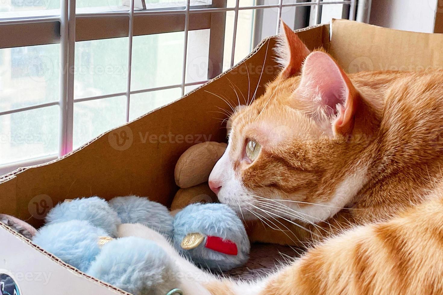 petit chat tigré orange voit qu'il y a un monde immense à l'extérieur de la fenêtre. photographie de haute qualité d'un chat tigré. chat à l'intérieur de la maison. chat regardant par la fenêtre. photo