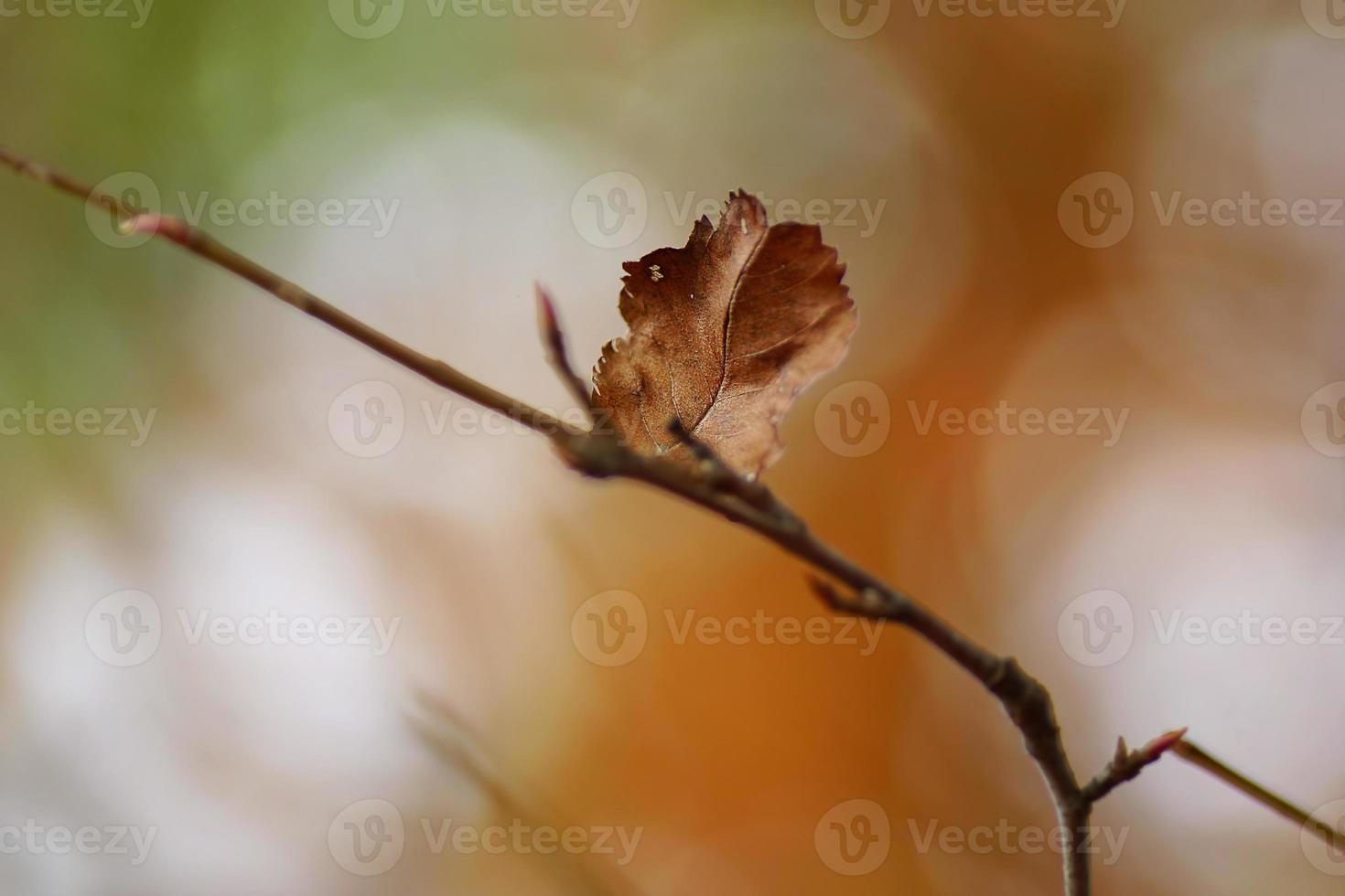 Détails des feuilles d'automne brunes, lumière bokeh ensoleillée photo