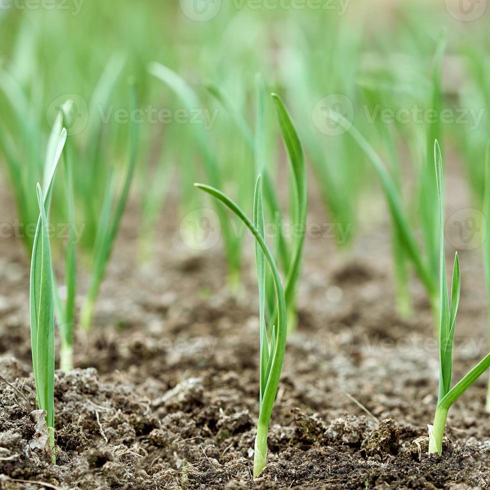 les premières plantes d'ail sur un sol au printemps se bouchent. photo