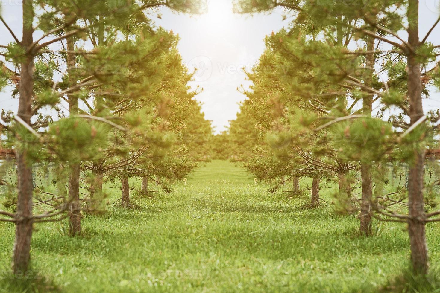 rangées de pins lumineux éclairés par la lumière du soleil dans la pépinière de conifères. croissance de jeunes conifères dans une plantation de jardinage en plein air. photo