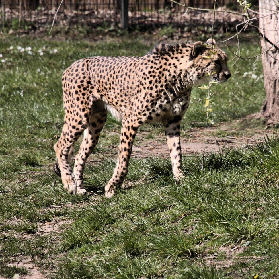 vue d'un guépard photo