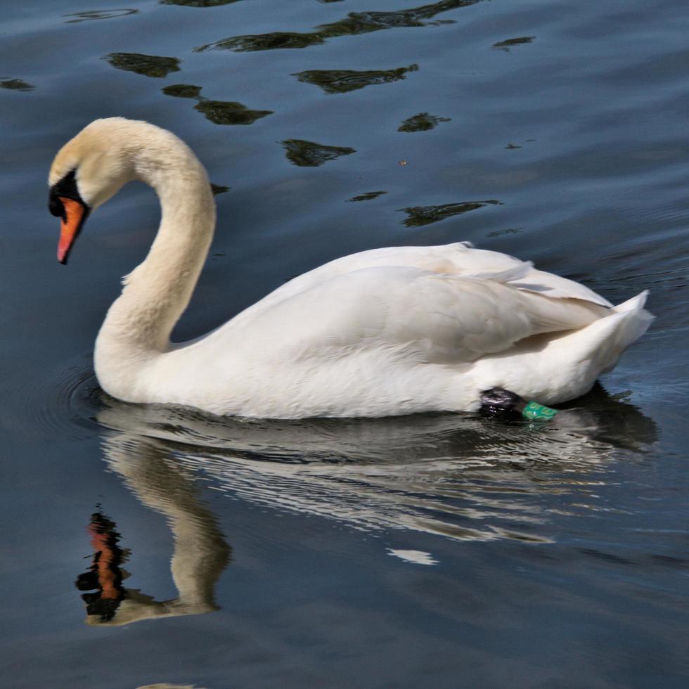 une vue d'un cygne muet photo