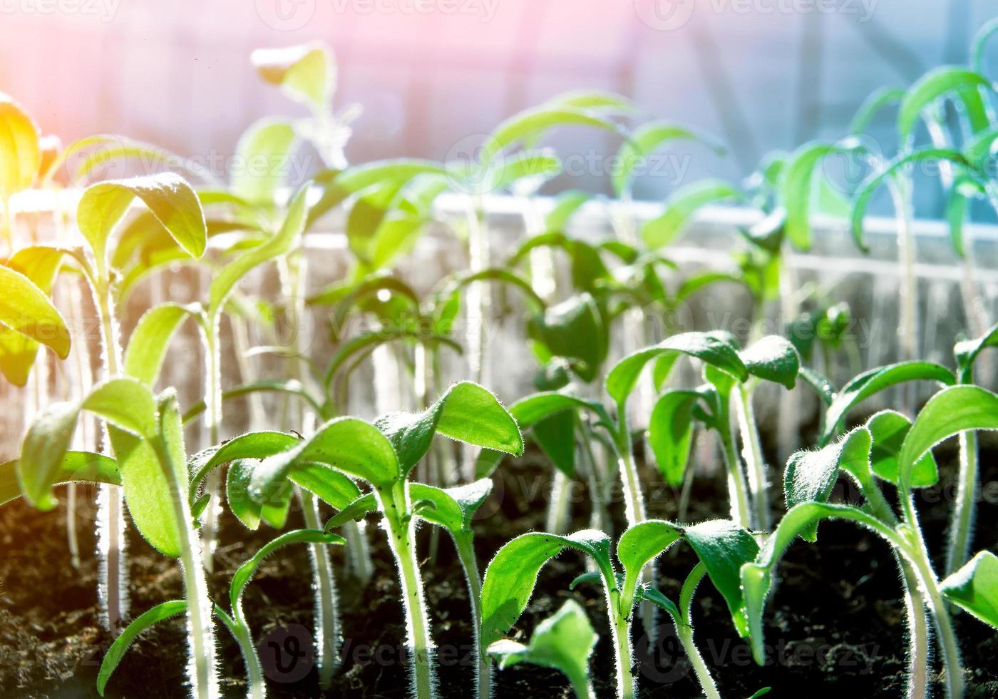 jeune plante verte poussant le matin avec de la rosée photo