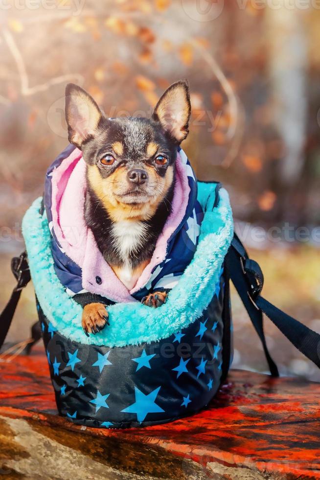 chihuahua dans un sac pour animaux de compagnie. chien en promenade dans des vêtements d'hiver. photo