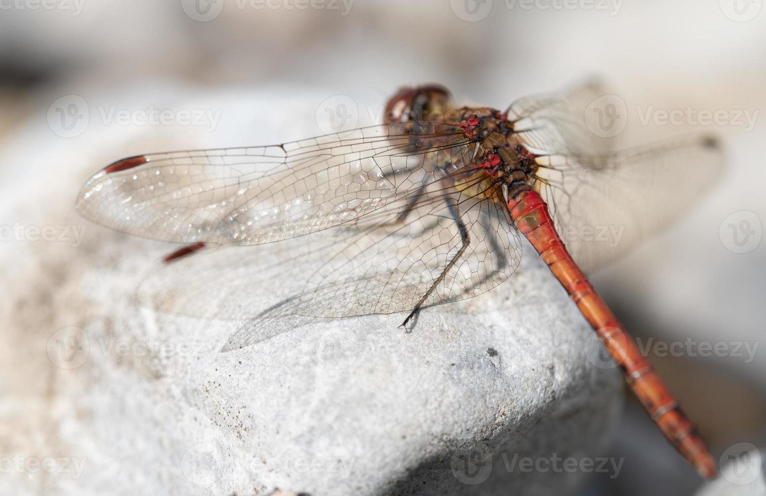 gros plan d'une libellule perchée sur un bois blond patiné. vous pouvez voir l'amour de derrière. les ailes scintillent au soleil. photo