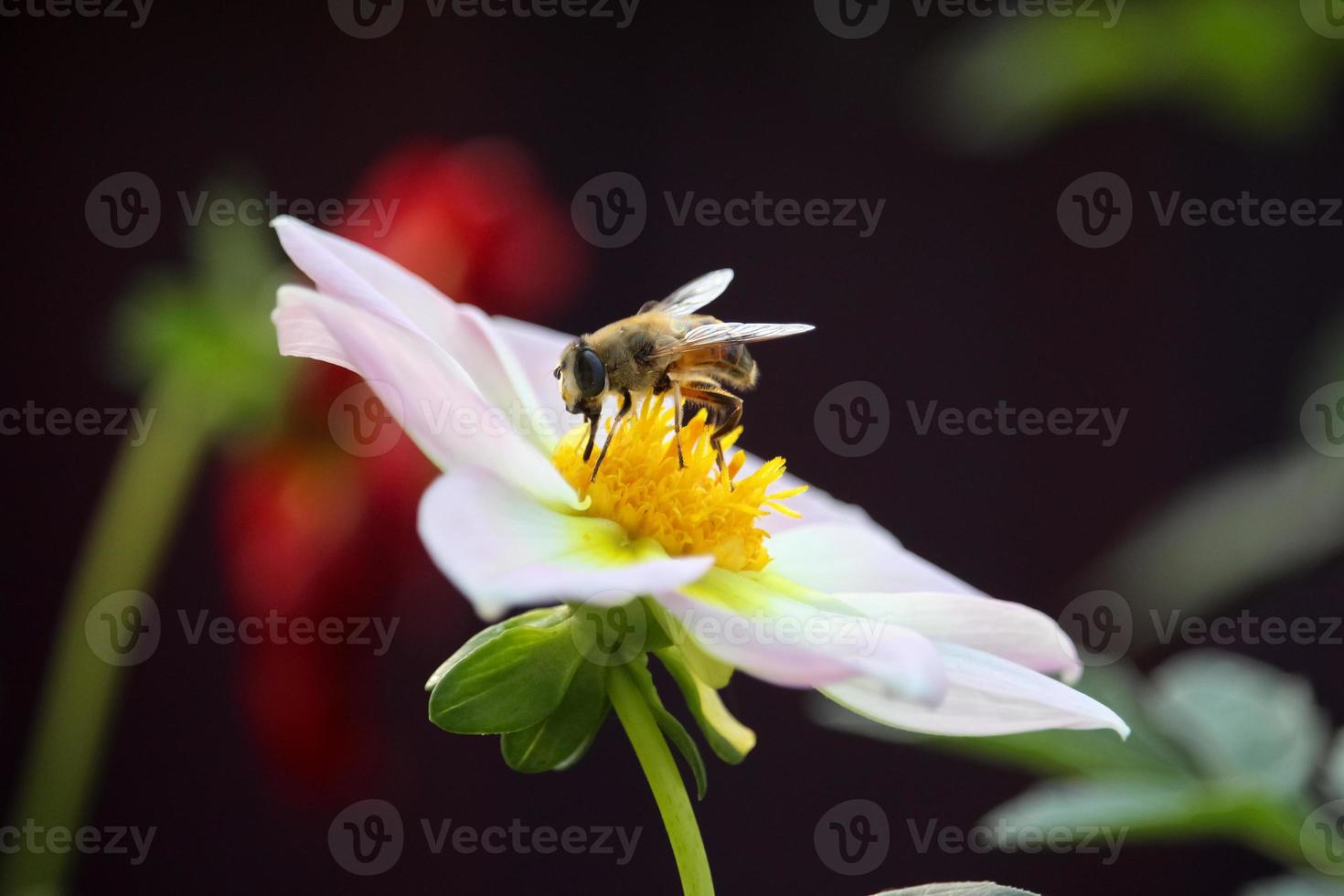 Abeille macro sur dahlia grande fleur blanche avec fond de fleur flou.  carte de fleurs 13272804 Banque de photos