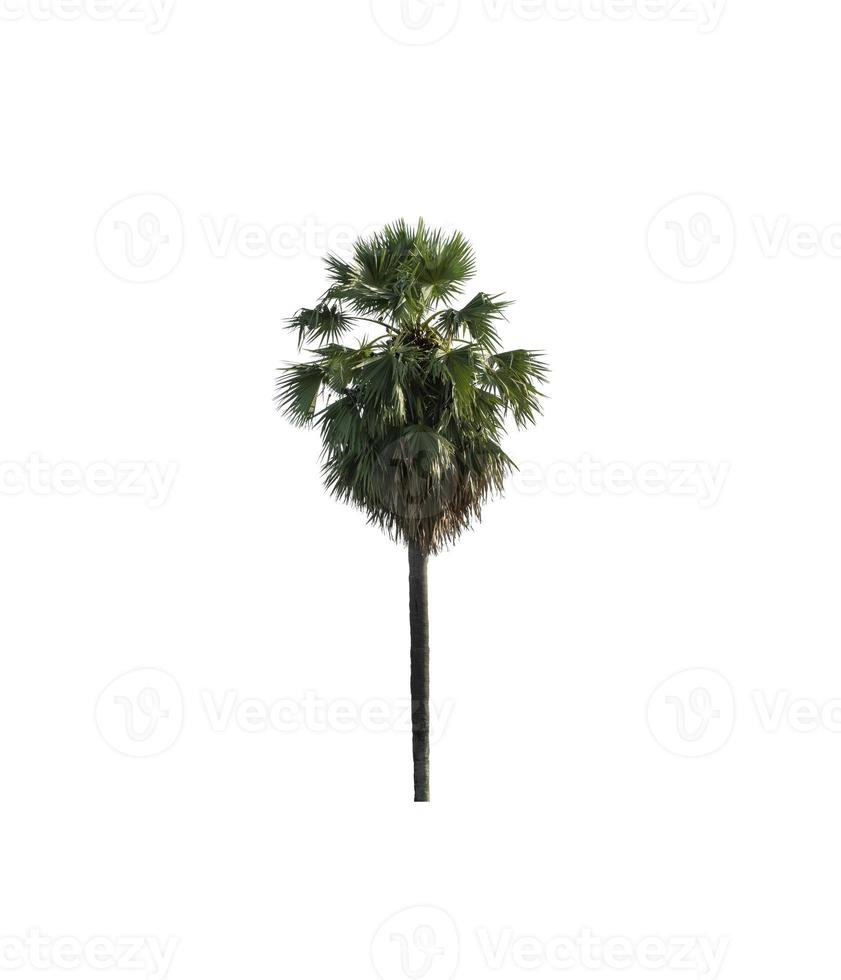 les palmiers à sucre isolés sur fond blanc conviennent à la fois à l'impression et aux pages Web photo