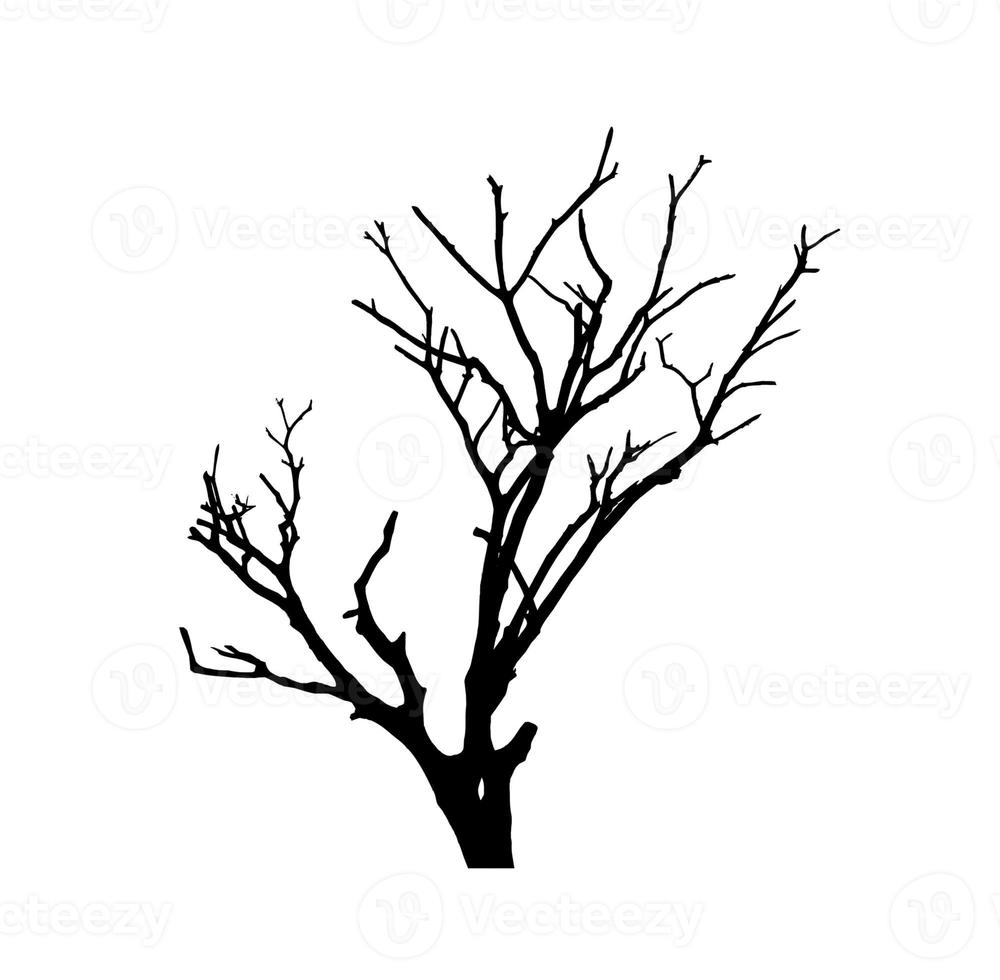 silhouette d'arbre pour pinceau sur fond blanc photo