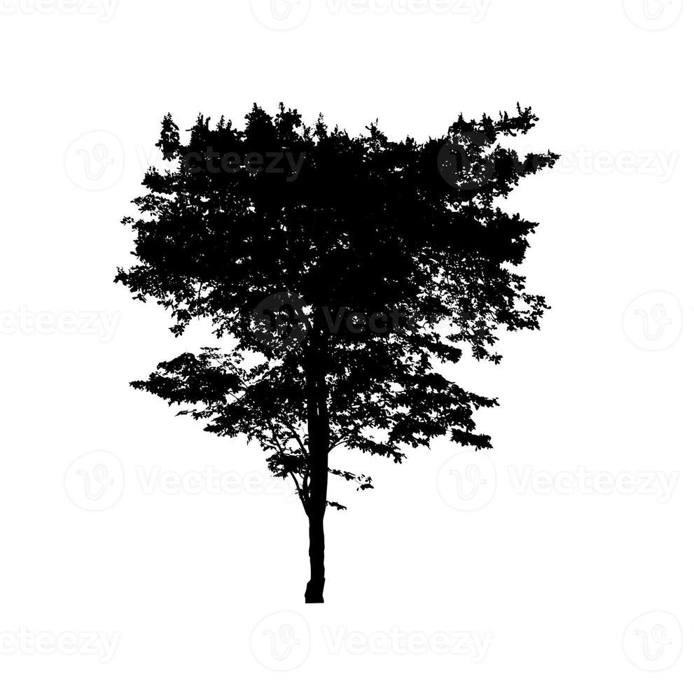 silhouette d'arbre pour pinceau sur fond blanc photo