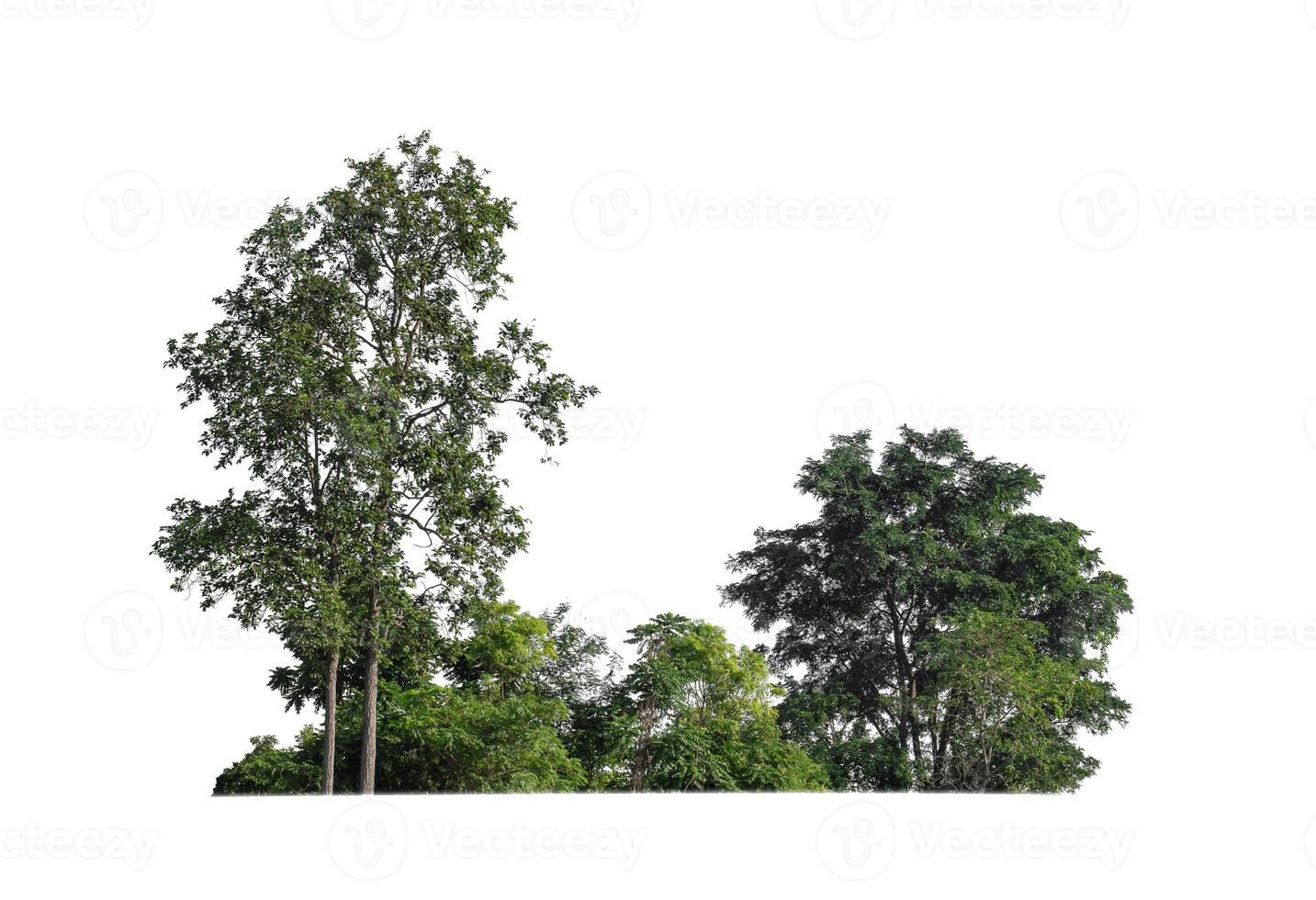 forêt et feuillage en été isolé sur fond blanc photo