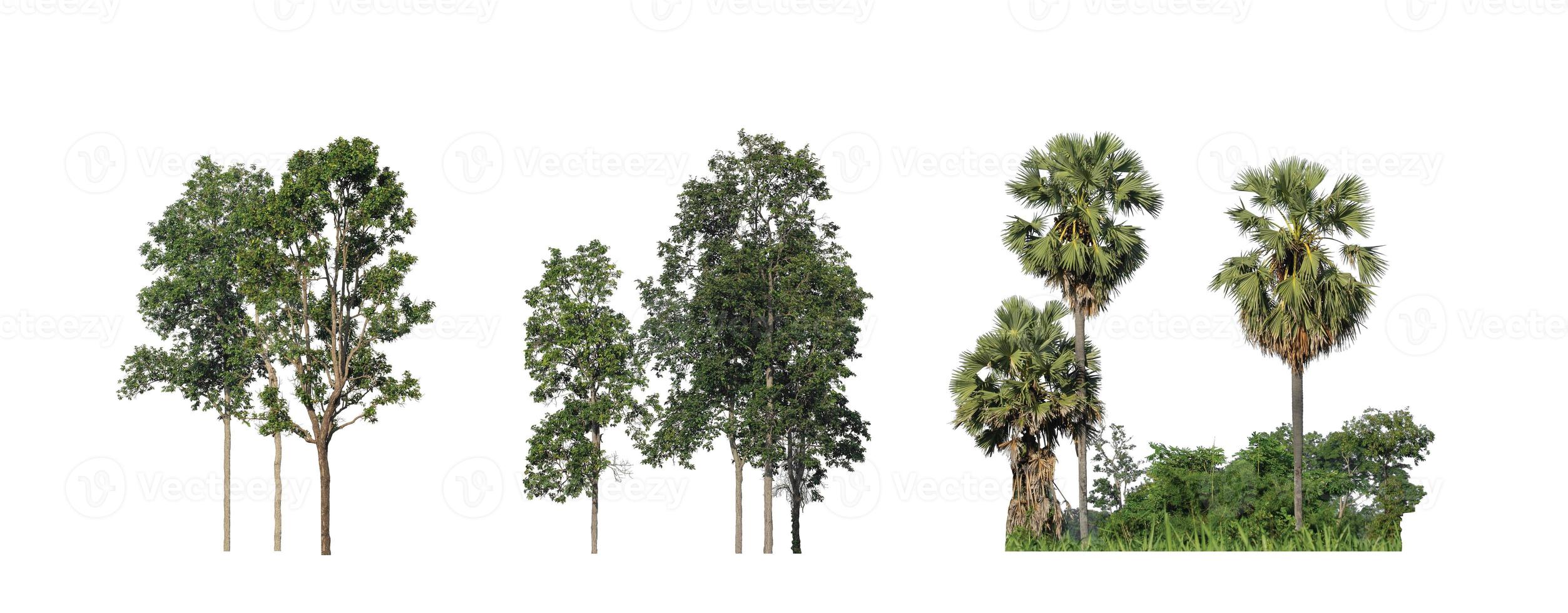 la collection d'arbres, ensemble d'arbres isolés sur fond blanc photo