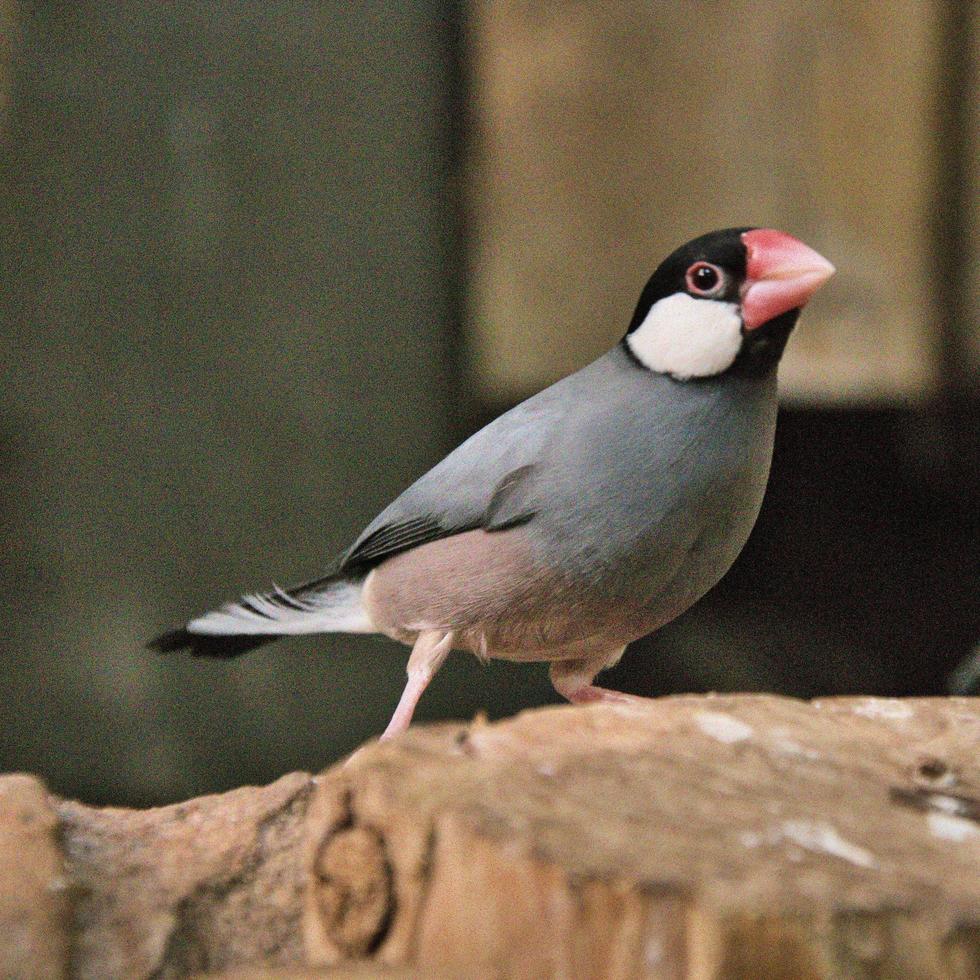 une vue d'oiseau photo