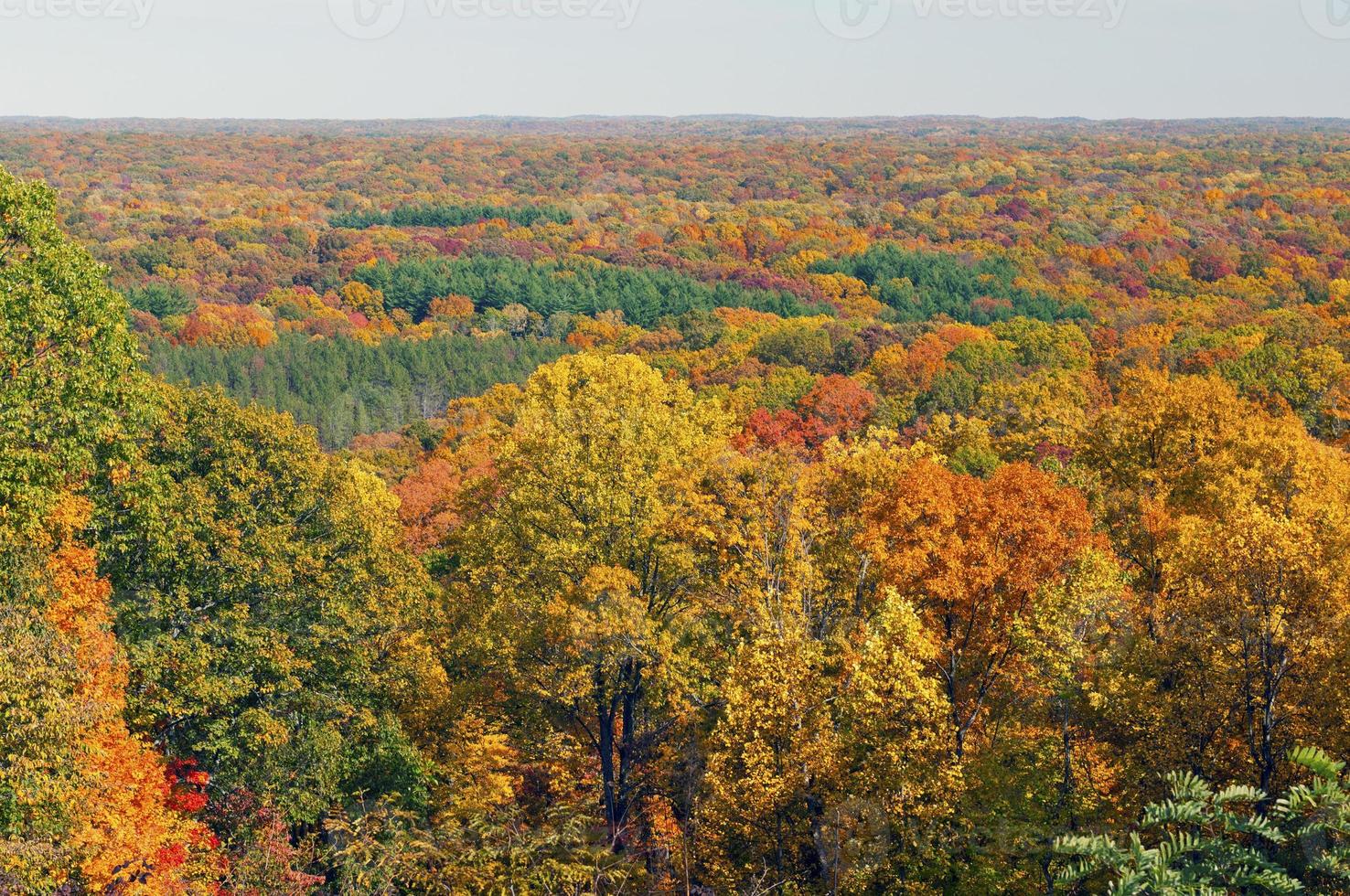 panorama d'automne dans une forêt du Midwest photo