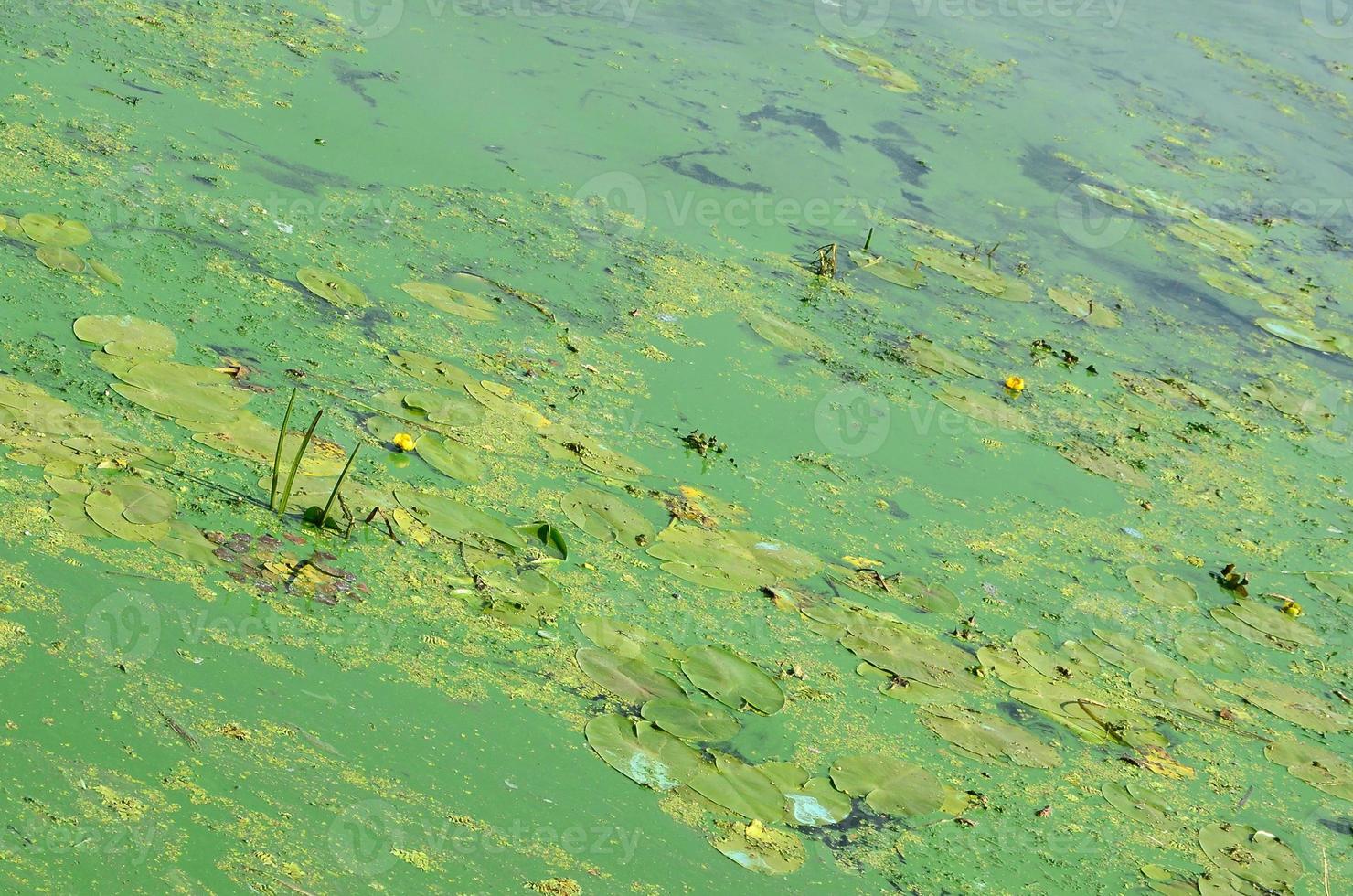 la surface d'un ancien marécage recouvert de lentilles d'eau et de feuilles de lys photo