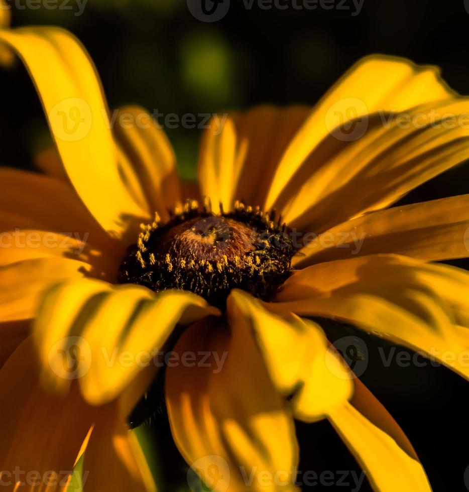 marguerite gloriosa jaune photo