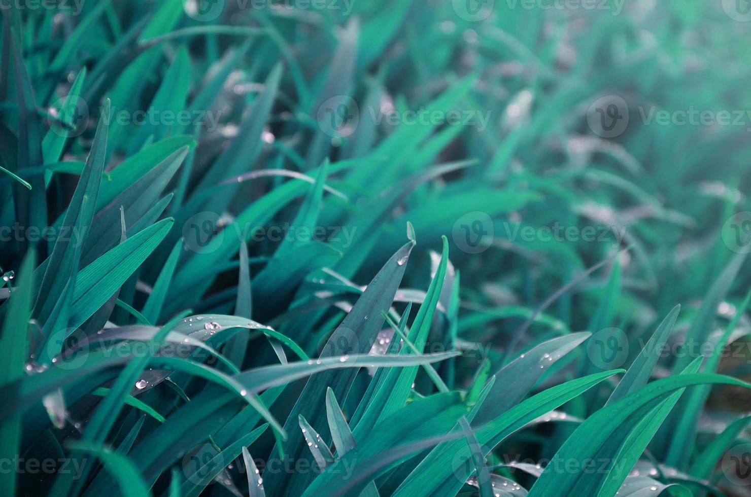 gros plan de tiges herbeuses denses avec des gouttes de rosée. photo macro d'herbe mouillée comme image d'arrière-plan pour le concept nature