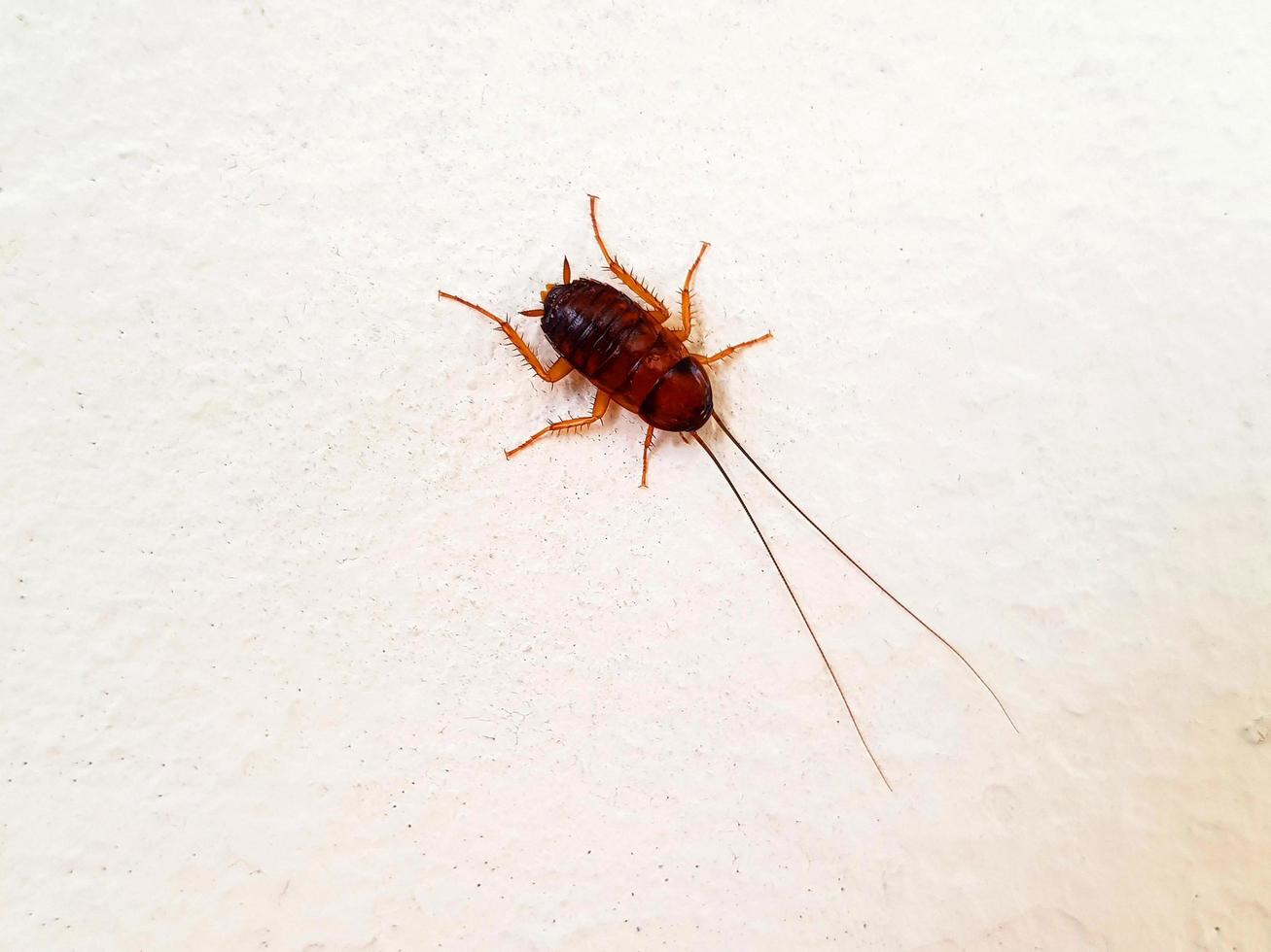 cafard rouge ou brun isolé sur un mur blanc avec espace de copie. petit animal sale sur papier peint en béton rugueux ou grunge. photo