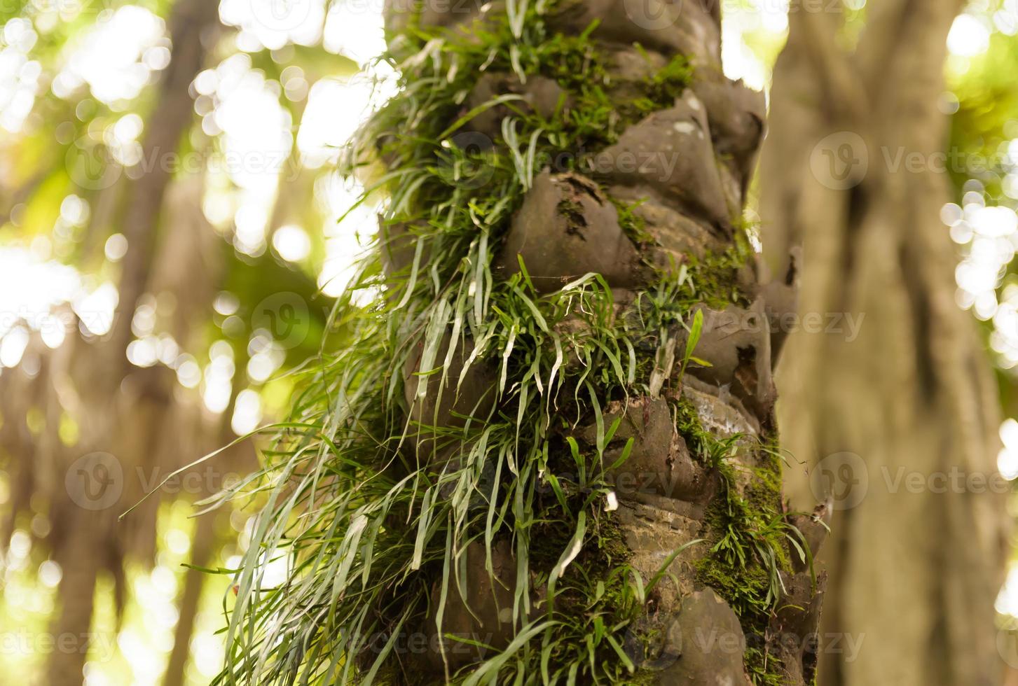 un arbre avec des mousses sur les racines dans une forêt verte ou de la mousse sur le tronc de l'arbre. photo