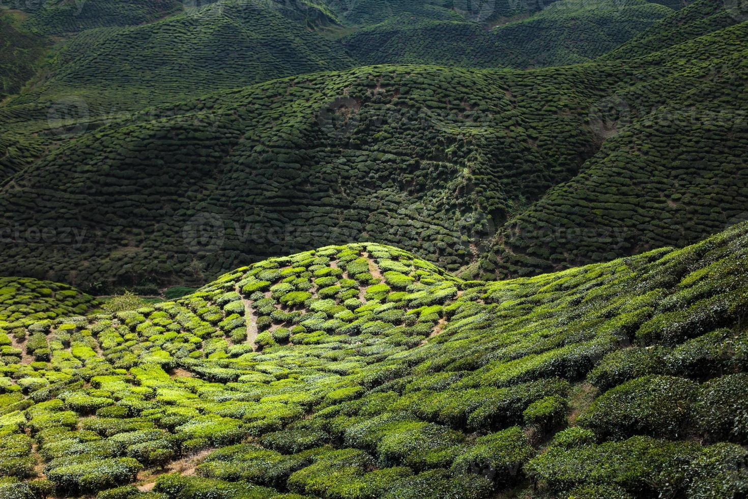 plantation de thé dans les montagnes photo