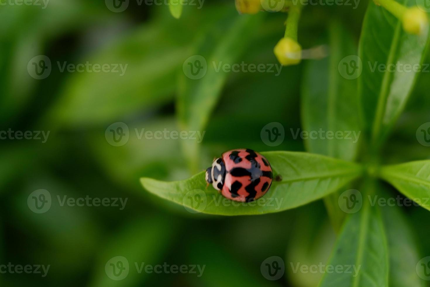 macro photo coccinelle