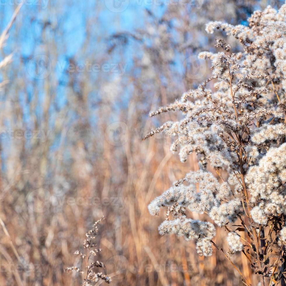 roseau sec contre un ciel bleu clair par une journée ensoleillée à l'extérieur. fond naturel abstrait dans des couleurs neutres. panicules d'herbe de pampa à la mode minimales. mise au point sélective photo