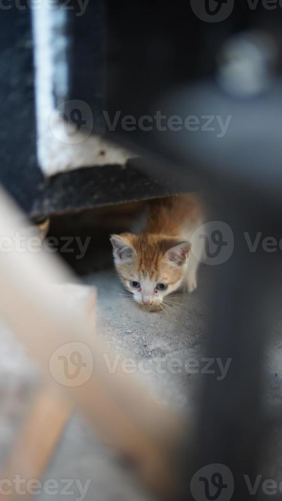 le mignon petit chat jouant dans la cour photo