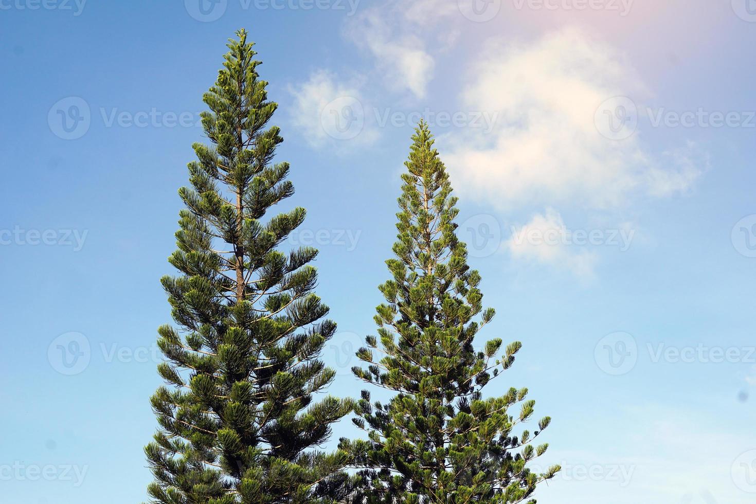 araucaria des récifs coralliens, le pin de l'île norfolk est une plante ornementale, ramifiée en couches de belles feuilles vertes la canopée n'est pas grande adaptée à la culture en pots et plantée dans le jardin. photo