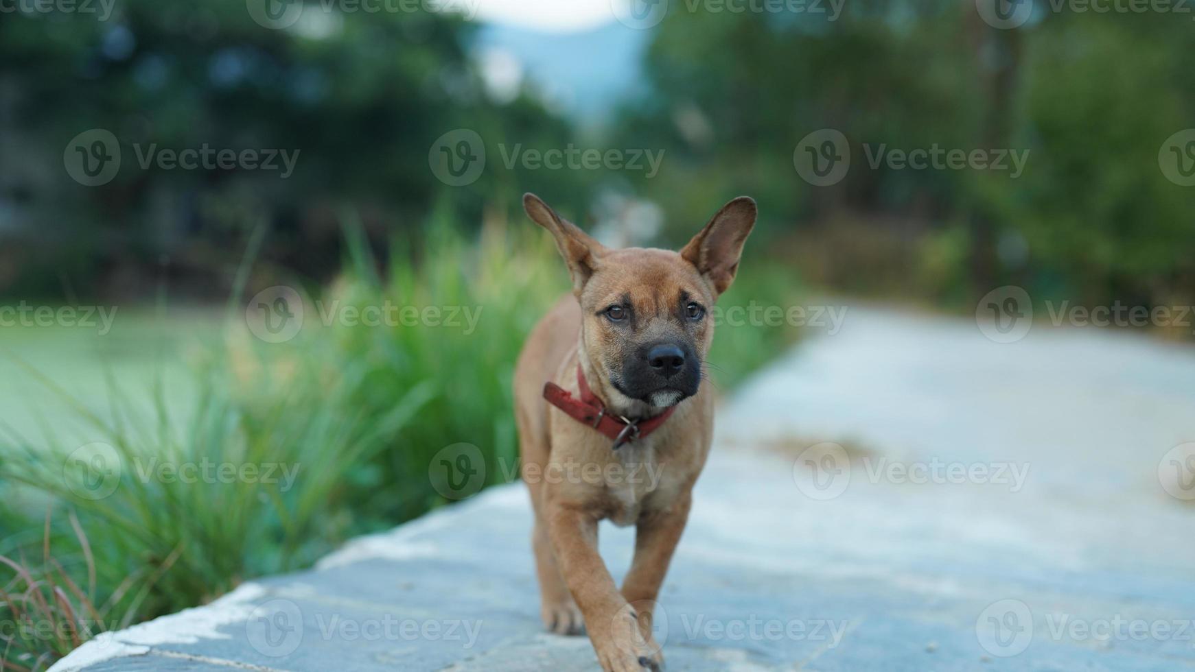 un adorable chien jouant librement dans la cour photo