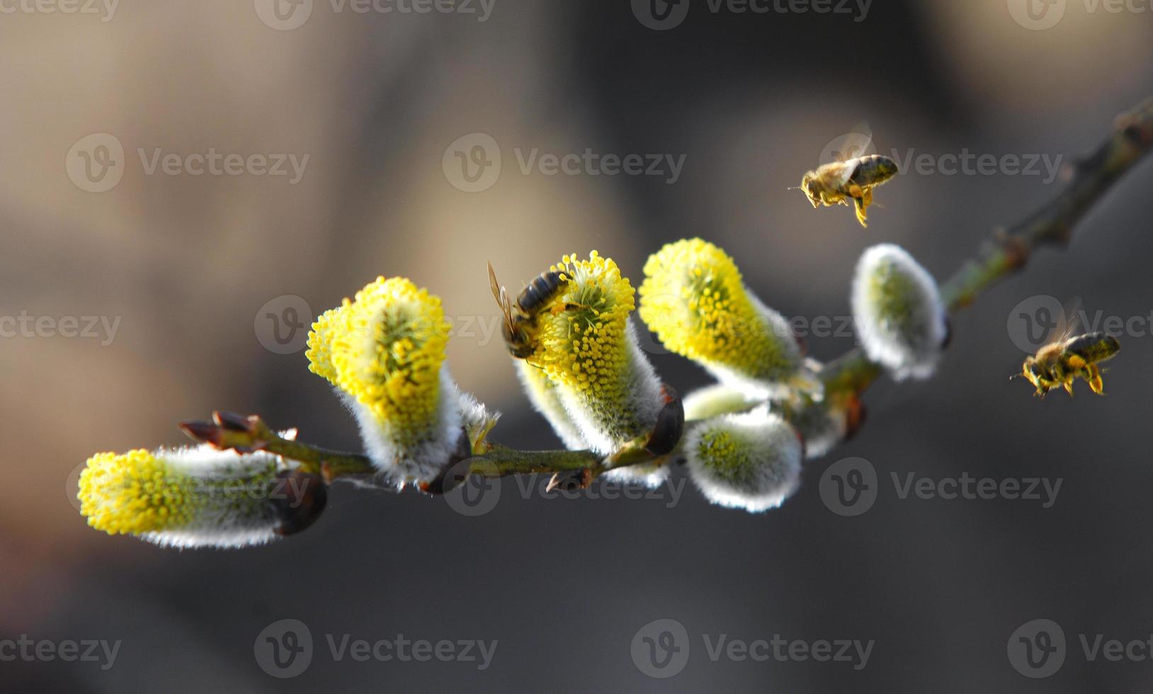 abeilles volant vers les plantes de saule, d'osier et de jaune photo