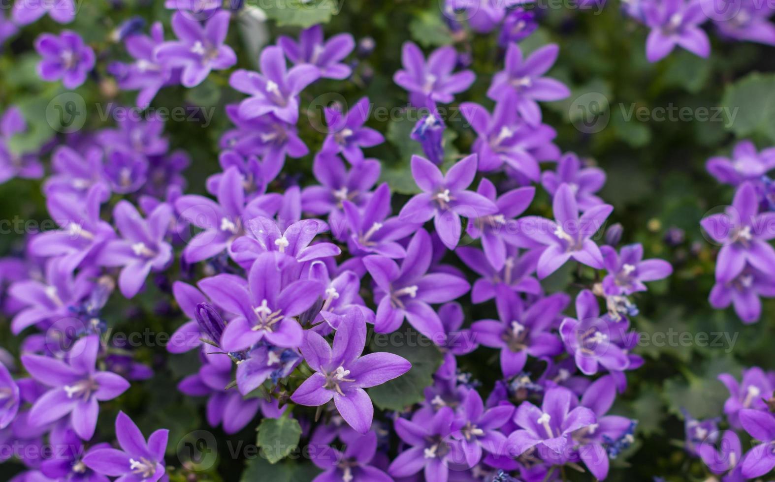 Libre de plantes campanules à fleurs violettes dans le jardin 1334277  Banque de photos