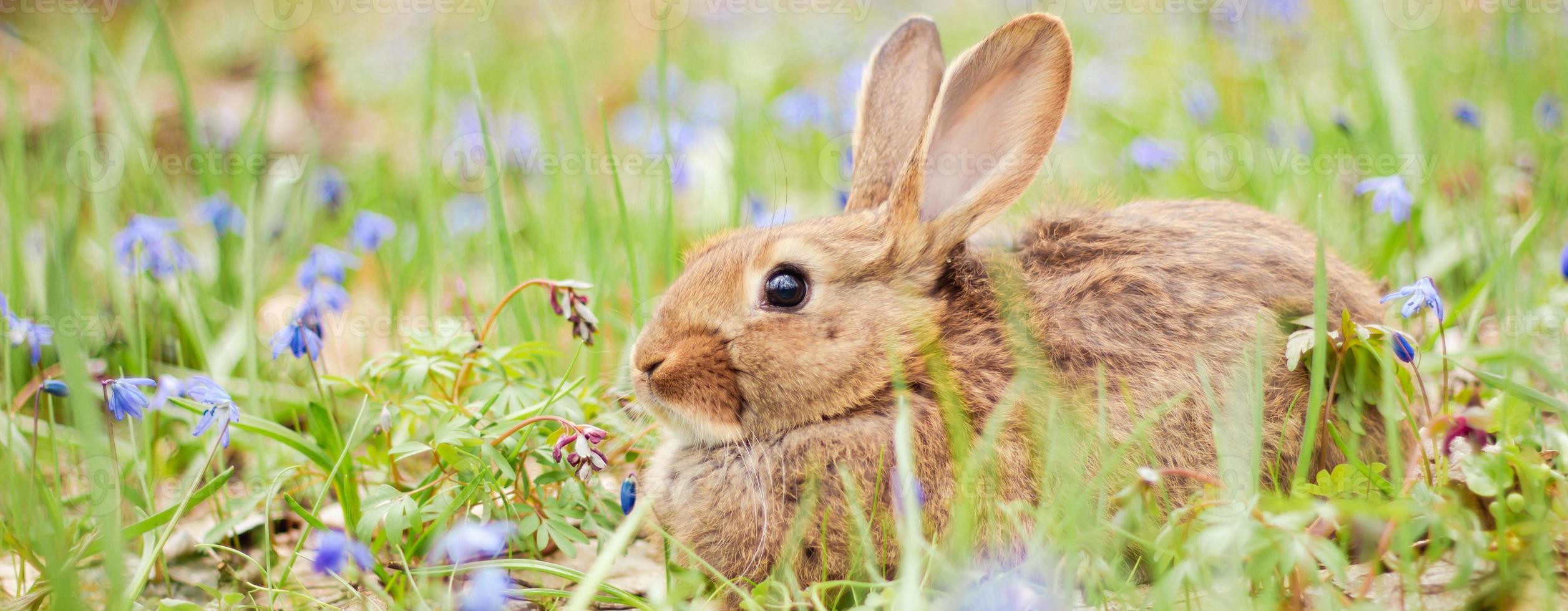 un petit lapin rouge moelleux sur un gros plan de feu de forêt en fleurs au printemps, un concept pour les vacances de printemps de pâques. photo