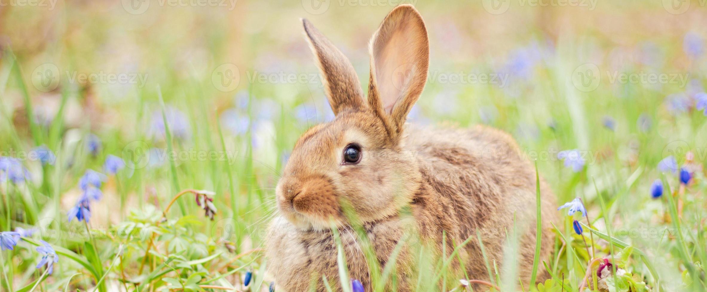 un petit lapin rouge moelleux sur un gros plan de feu de forêt en fleurs au printemps, un concept pour les vacances de printemps de pâques. photo