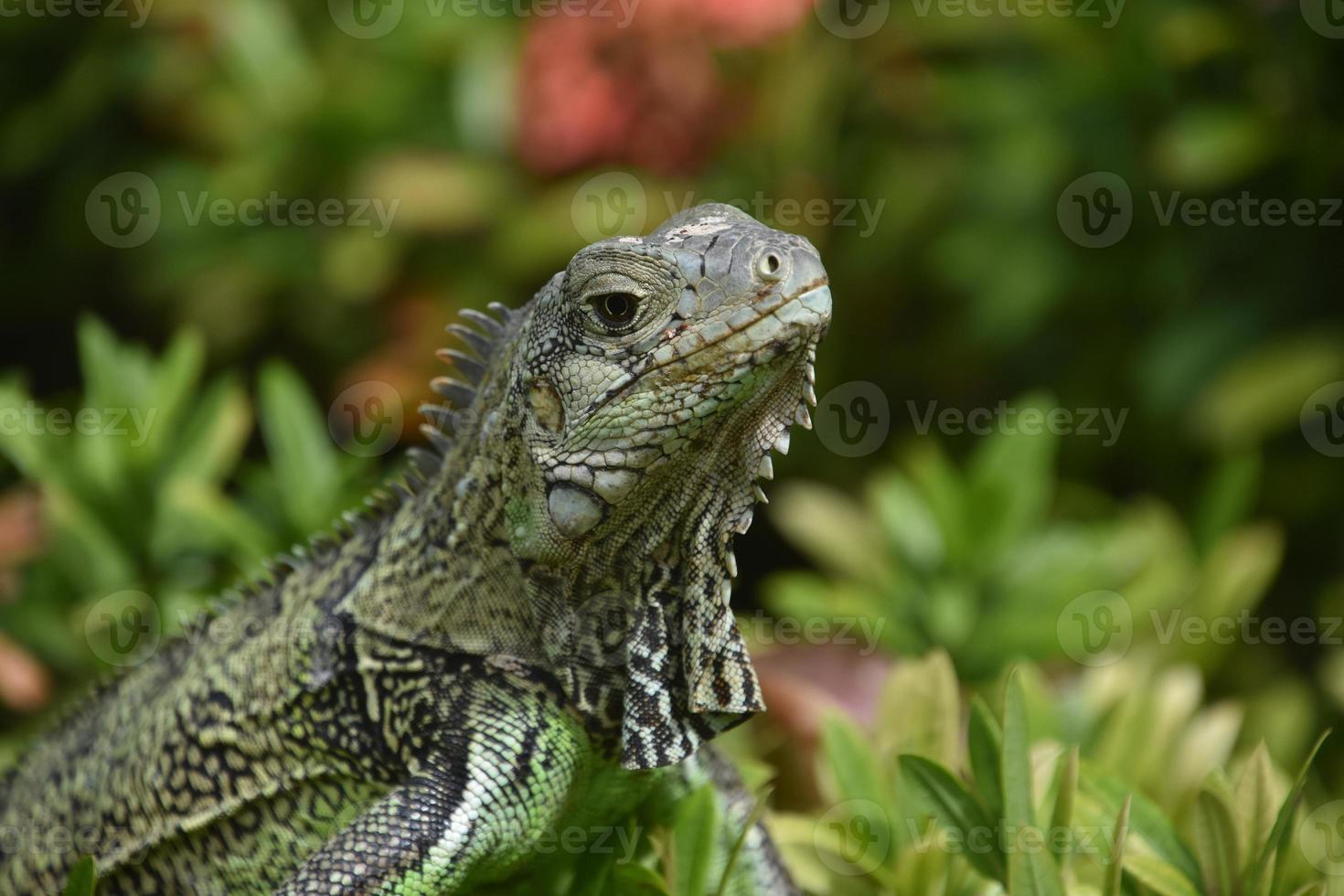 Iguane vert assis au sommet d'un buisson photo
