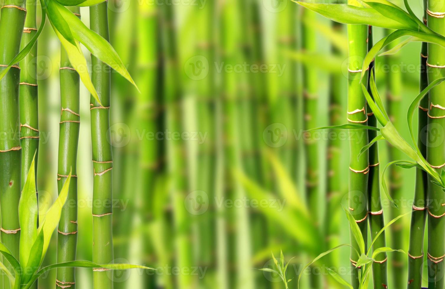 bambous photo