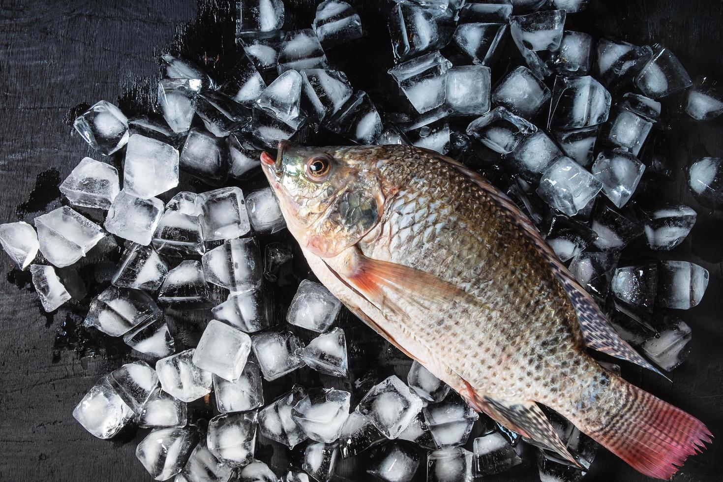 poisson frais sur glace photo